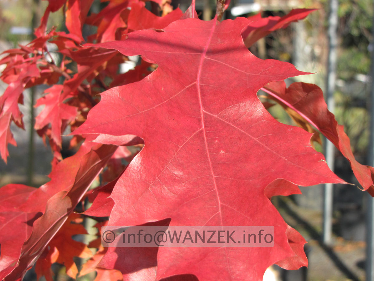 Quercus rubra -Herbstfaerbung1.JPG
